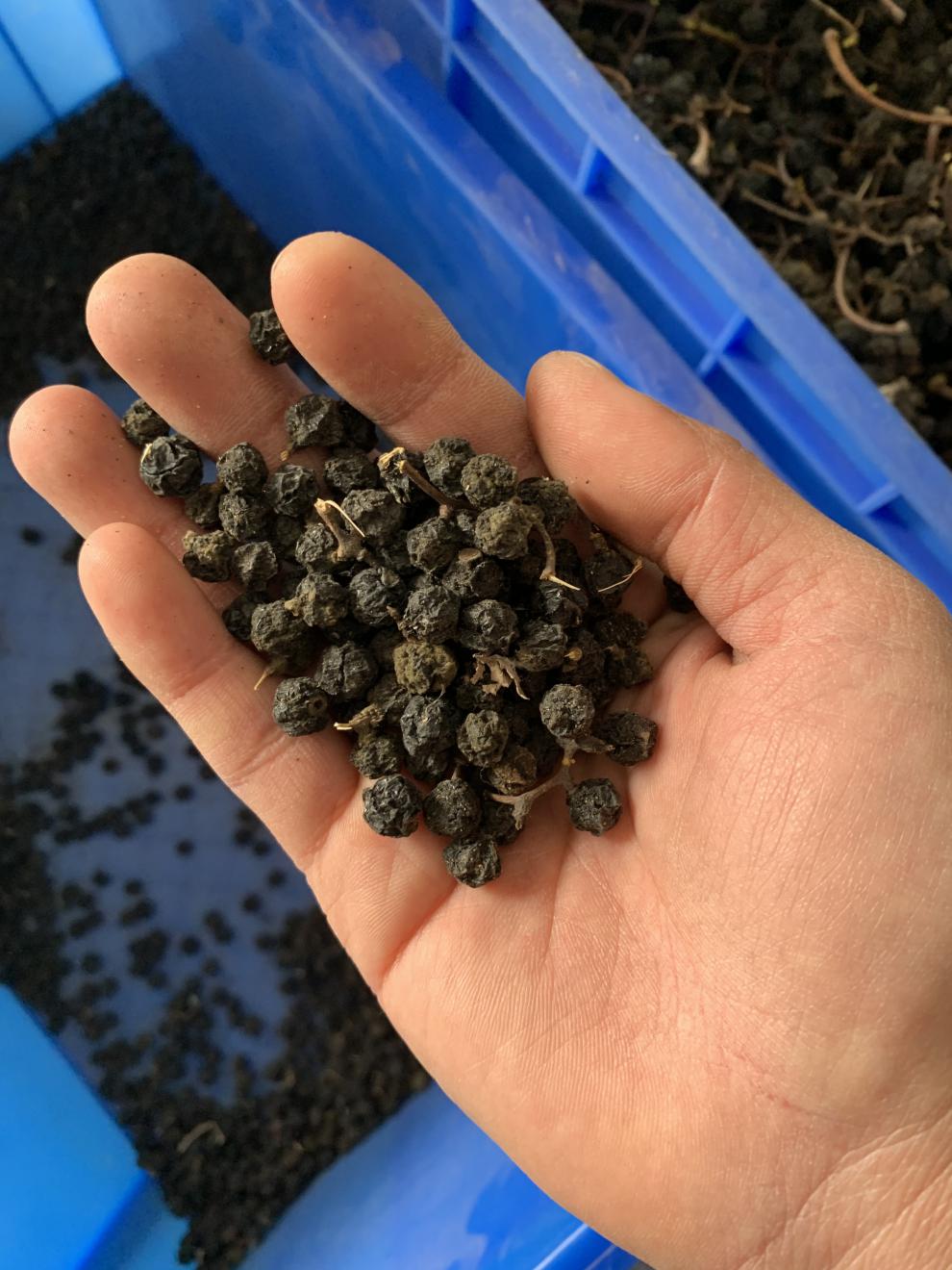 qcdd新采黄菠萝树种子黄檗木黄波椤树黄伯栗元柏关黄柏树种子 黄菠萝