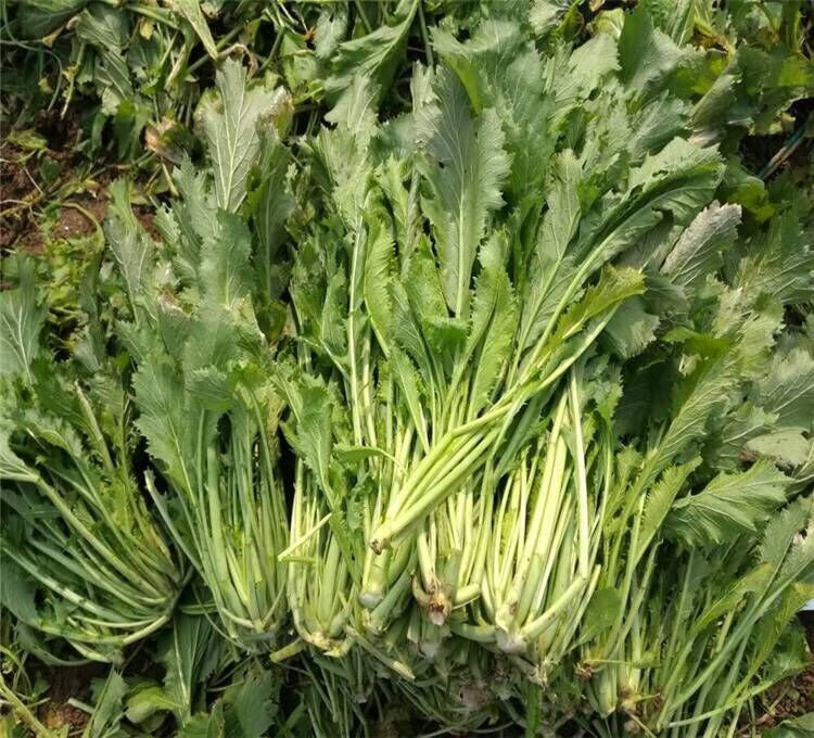 新鲜蔬菜咸菜农家腌制新雪里蕻绿色雪里蕻新雪菜腌菜开胃菜下饭菜 绿