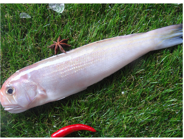 广东深海鱼马头鱼甘鲷海鲜水产活鲜海钓冰鲜海捕方头鱼斧头鱼马头鱼5