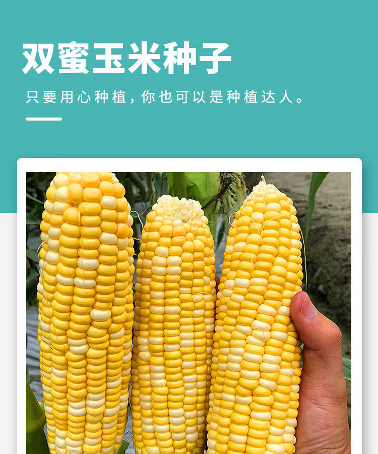 四季107玉米品种介绍图片