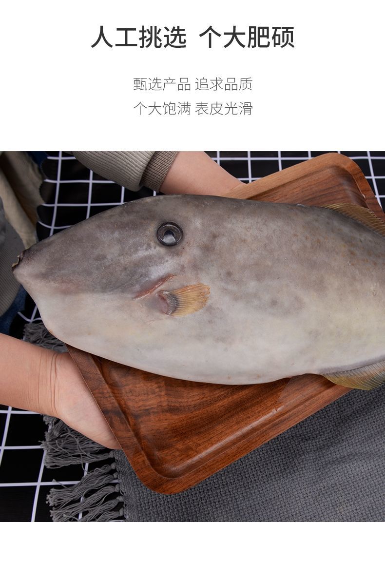 东海新鲜马面鱼剥皮鱼扒皮鱼耗儿鱼剔皮鱼皮匠鱼面包鱼烧烧角新鲜剥皮