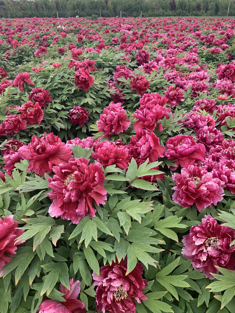 大苗正宗洛阳观赏重瓣庭院盆地载花卉阳台当年开花植物 鲁菏红5-7分枝