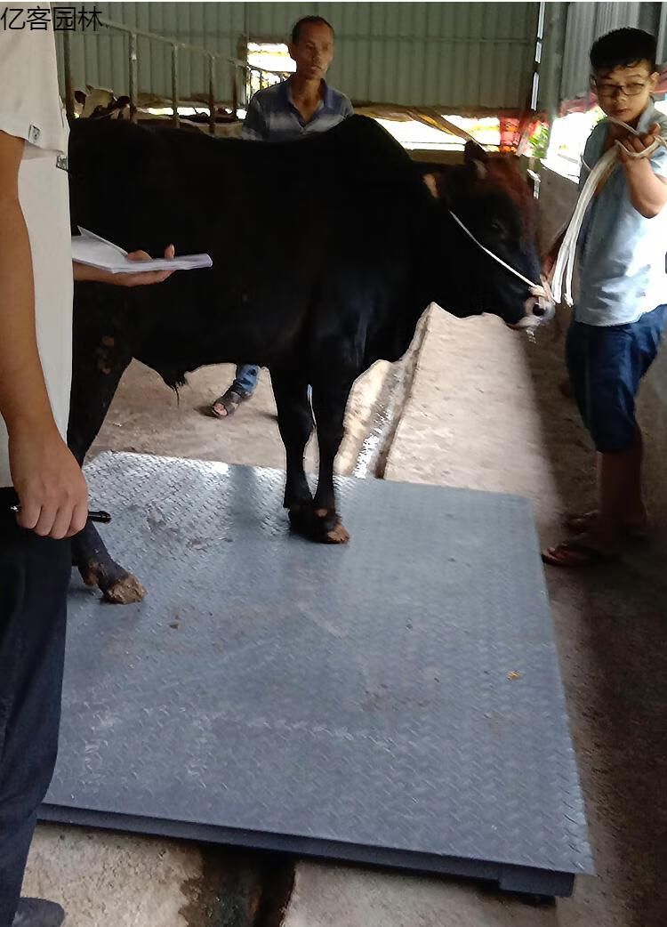 路途电子地磅秤13吨平台秤5吨加厚畜牧秤地称猪牛带围栏一吨磅秤08米