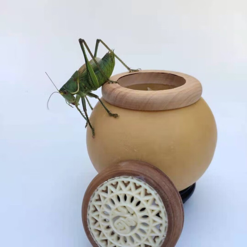 油葫芦鸣虫活虫活体玉眼黑虫缎子青野生天津油葫芦鸣虫崛起商贸花姿妖