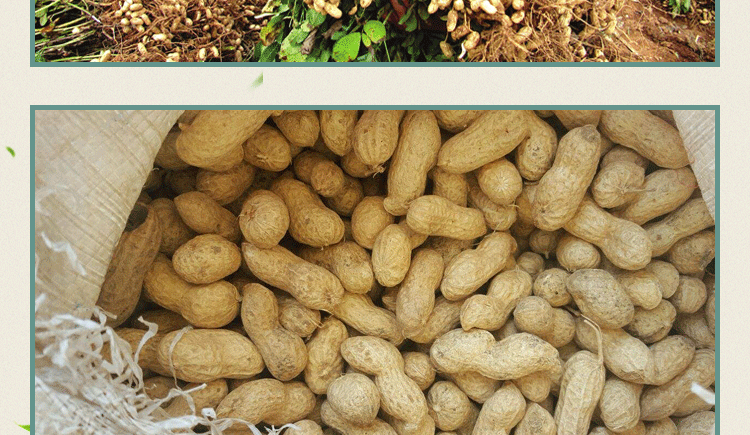 壳花生种子稳产早熟粉白薄皮冀花5号高产大田品种冀花5号原种花生一斤