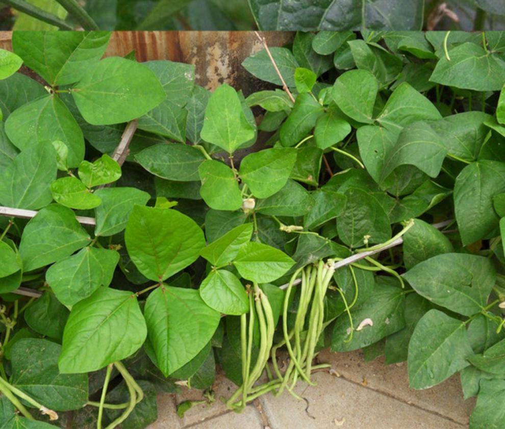 美国无架豆种子高产早熟春季秋季四季蔬菜种子地豆角种孑豇豆种籽美国