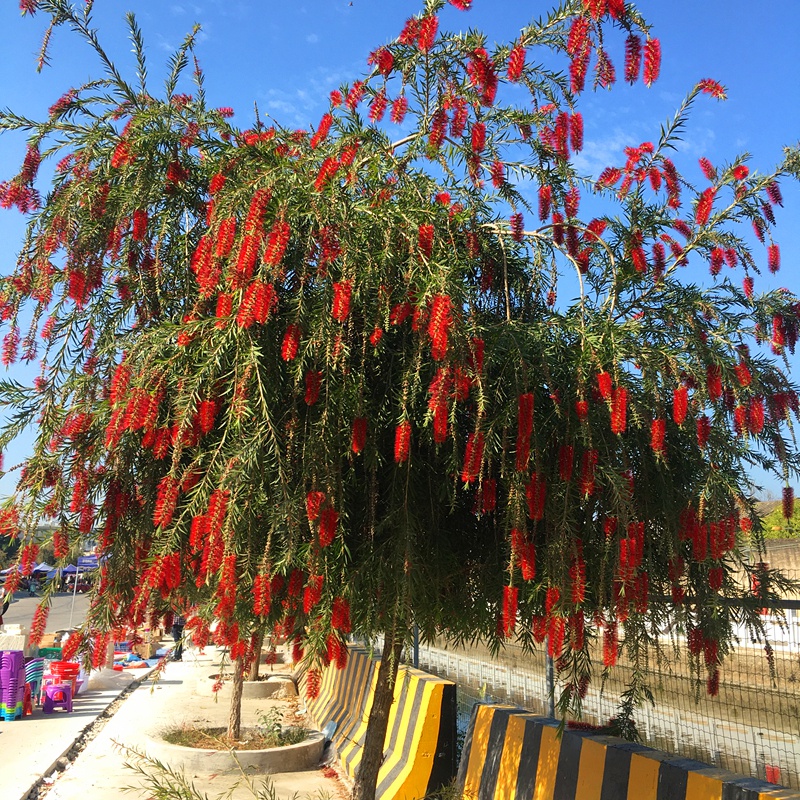 耐寒木本树苗串钱柳植物垂枝红千层红柳树庭院行道室外盆栽地栽树单枝