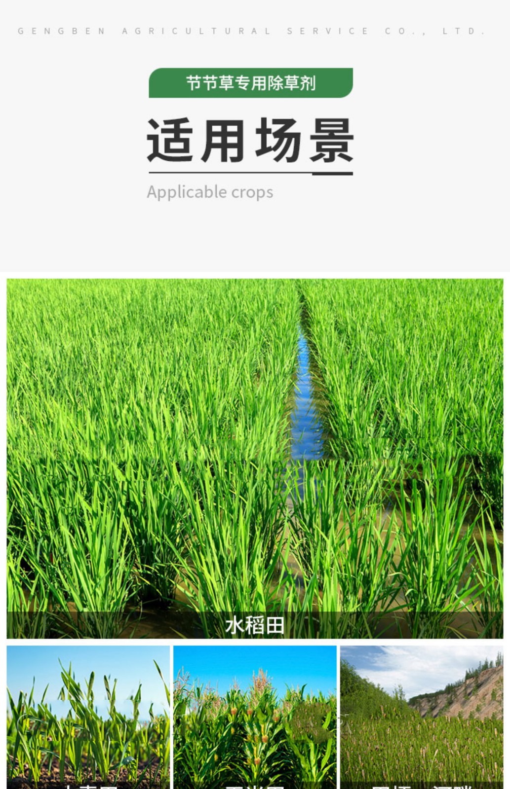 节节草除草剂木贼笔管筒草克星烂根药二甲四氯钠专用灭杀除草药剂