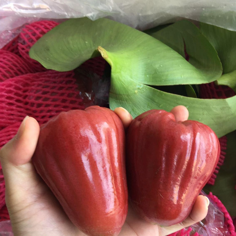 现货蜜风铃巴掌黑糖芭比黑金刚莲雾时令新鲜孕妇水果多汁 5个