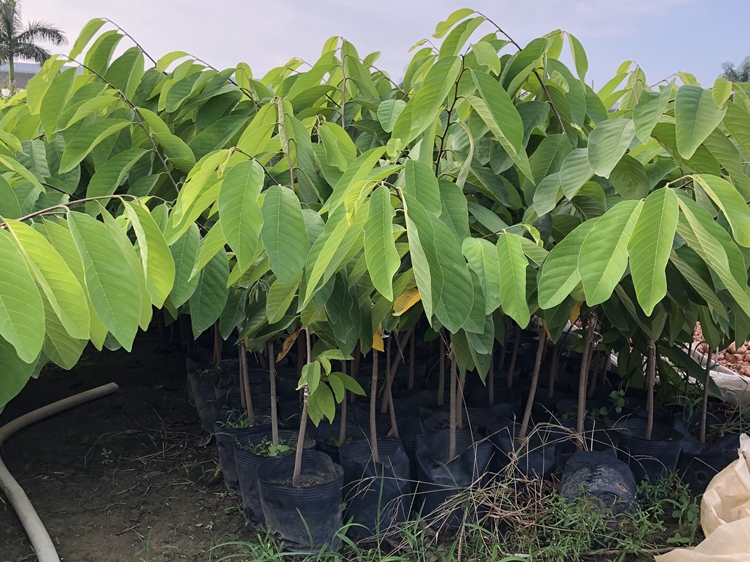 嫁接释迦果树苗凤梨释迦果苗佛陀果树苗番荔枝苗当年结果 4年苗明年