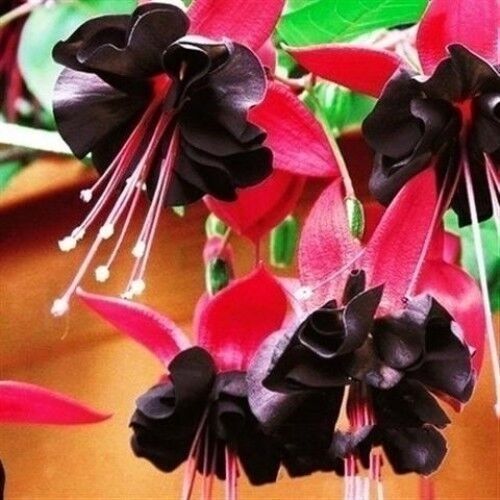 倒挂金钟室内绿植花卉灯笼花盆栽耐寒好养四季开花初石浪漫买一一肥料