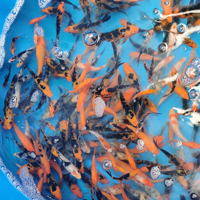 【京选推荐】草金鱼活锦鲤活鱼观赏鱼淡水鱼冷水鱼小金鱼小型红鲫鱼