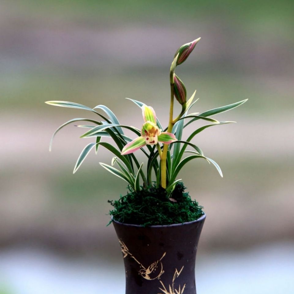 帝王妃兰花 金边矮种 兰花苗 四季兰开花超香兰花 建兰精品妃朵芮蜜