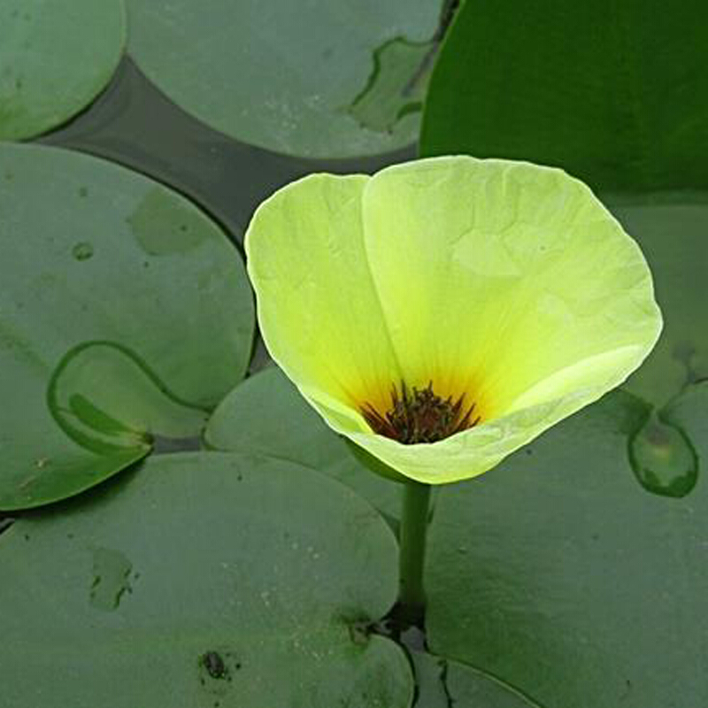 唯友水生花卉水面漂浮植物水金英水池塘绿化鱼缸庭院