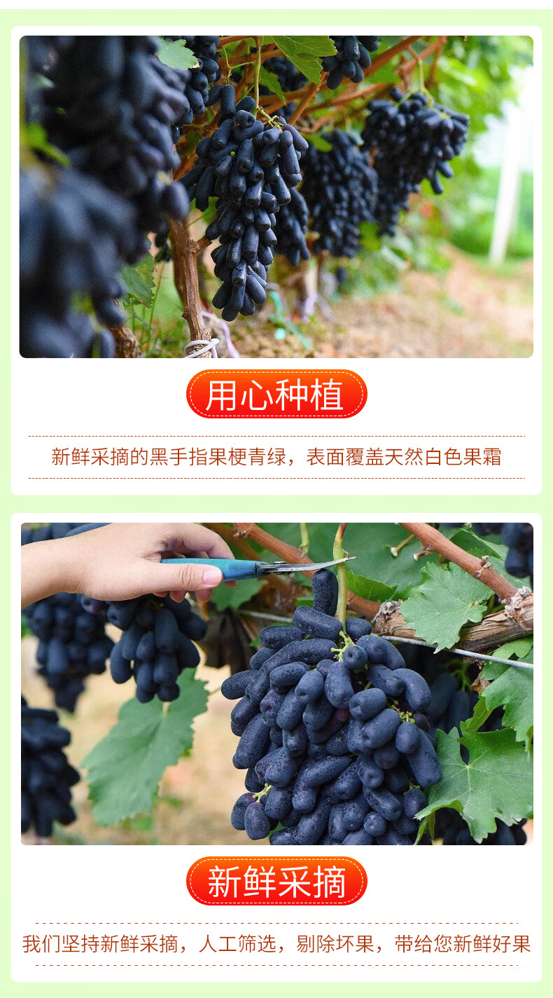 顺丰空运澳洲金手指黑提葡萄新鲜水果无籽提子美人指金手指黑提3斤