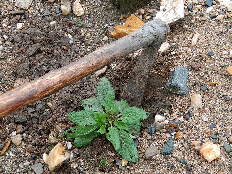 康中尊野生蛤蟆草整棵晒干全草带根新鲜荔枝草嫩草500克癞蛤蟆草