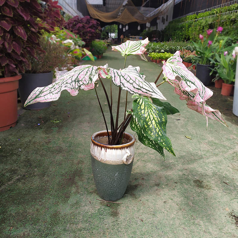 芊阙轻奢大泰国彩叶芋花叶芋室内观叶绿植庭院盆栽造景网红植物抖音网