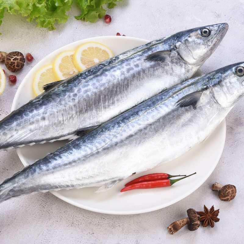 马鲛鱼新鲜海捕马鲛鱼鲜活鲅鱼燕尾鲅鱼大号鲅鱼整条 1斤-1斤半/条