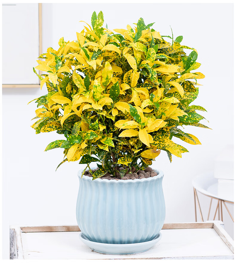 洒金变色木盆栽花卉植物室内阳台室外七彩变叶木绿植乔迁送礼 洒金