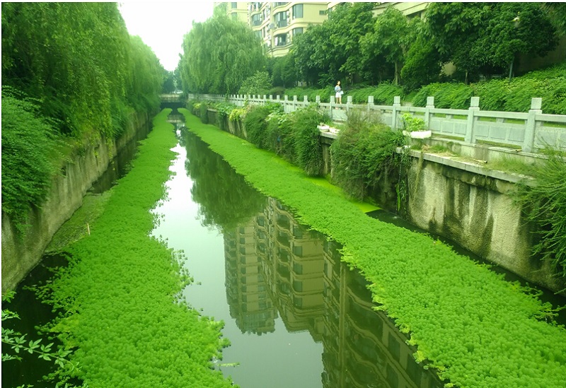 浮草 河道鱼池污水治理水培漂浮耐热水生植物 狐尾藻50根【约15cm长】