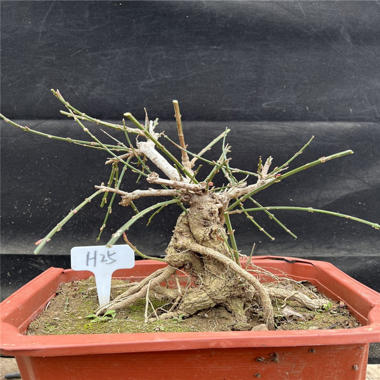 叠勖 迎春花盆景 实拍 老根迎春微型盆栽 虎蹄迎春小叶迎春龙爪迎春