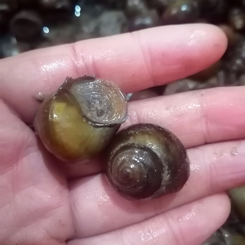 脆螺钓鱼超大号河南田螺鲜活新鲜田螺肉淡水螺蛳活体包活比一元硬币