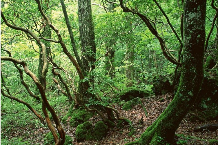 八瑞祥 老年人用的拐杖防滑手杖拐杖【实用藤拐杖】耐磨老年实木手杖