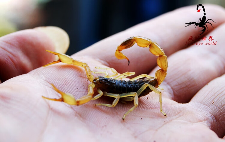 子活体桌面新潮宠物蝎荒漠蝎造景可群养包活 马氏钳蝎成体一对【图片