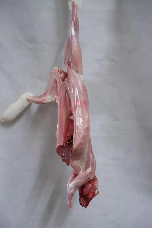 【顺丰冷链】新鲜兔肉现杀兔子肉农家散养兔活兔现杀整只真空冷冻坏单