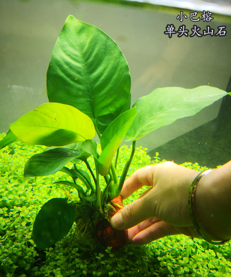 荣郁淡水鱼缸活体水草水榕系列大叶榕小榕巴榕迷你榕阴性造景无需co2