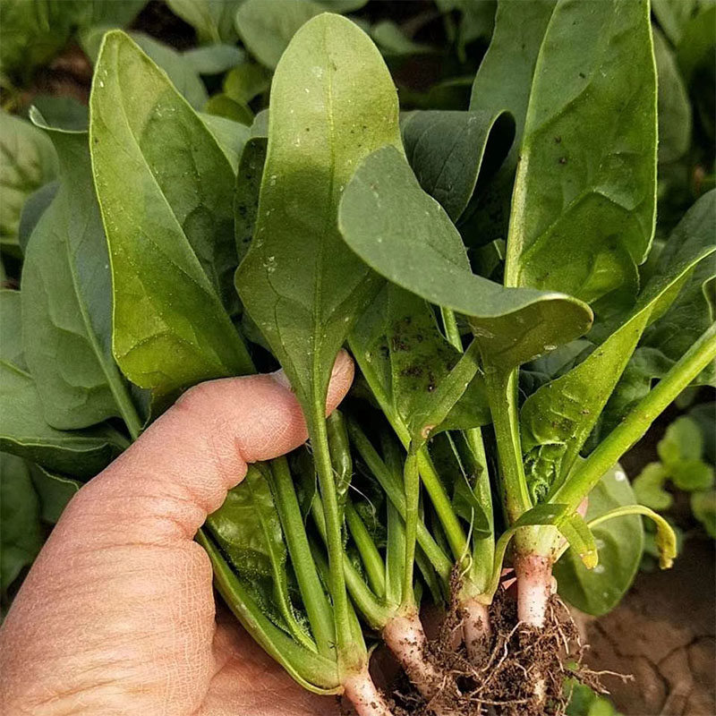 新鲜蔬菜菠菜农家露天种植绿色嫩青菜北方霜冻红根短杆火锅小菠菜500g