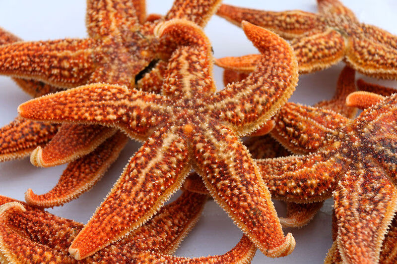 伯贤 海鲜水产海星大海星新鲜五角星海五星满籽熟冻即食海鲜 10斤