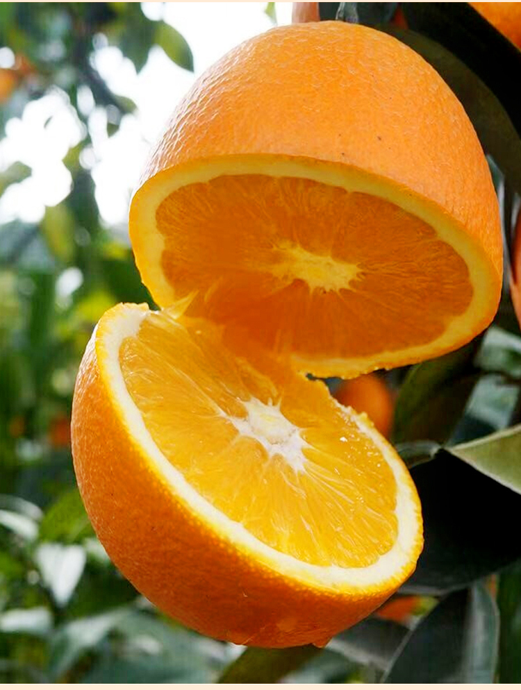 巫山纽荷尔脐橙巫山恋橙重庆特产曲尺甜橙子手剥橙时令新鲜水果整箱