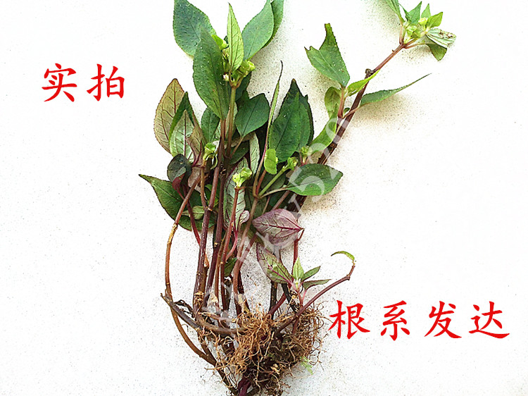 500g鲜品新鲜正宗福建风柜斗草楮头红风鼓草风骨草风谷草d 两件【图片