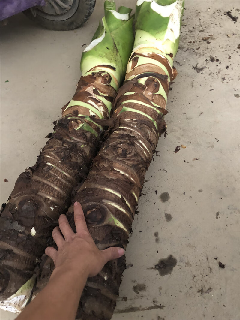 客厅滴水观音盆栽大海芋霸王芋水培土培花卉室内植物 4棵15厘米高 不