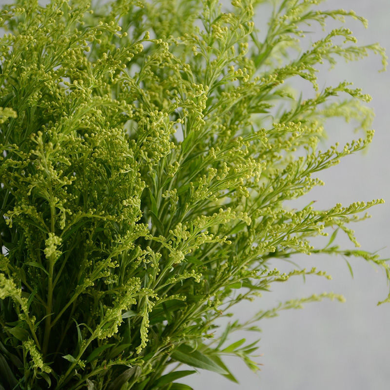 旧故里黄莺草鲜花云南鲜花基地直发黄莺配草配花玫瑰百合康乃馨黄莺20