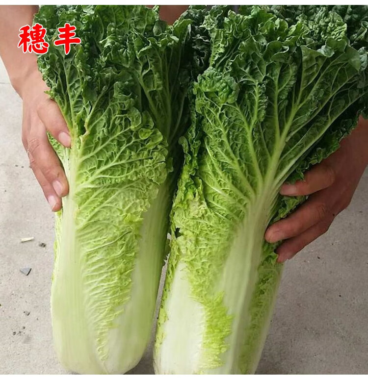 津绿60白菜种子长筒大白菜种籽青麻叶菜春秋季播农家菜园蔬菜种孑 津