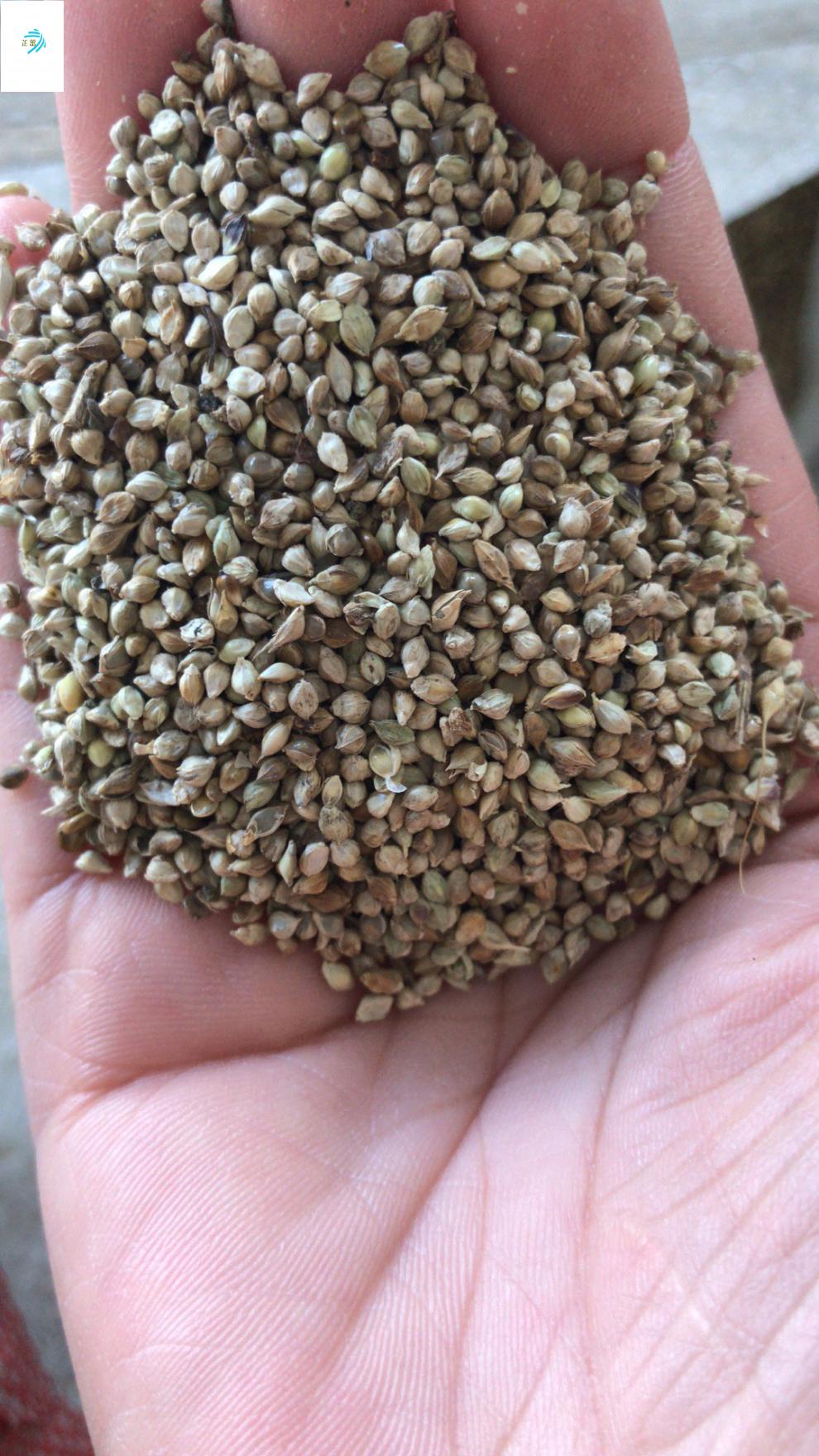 小米草种子 水草鱼虾蟹牧草籽雀叶稗湖南稷子 高产耐水淹耐旱 小米草