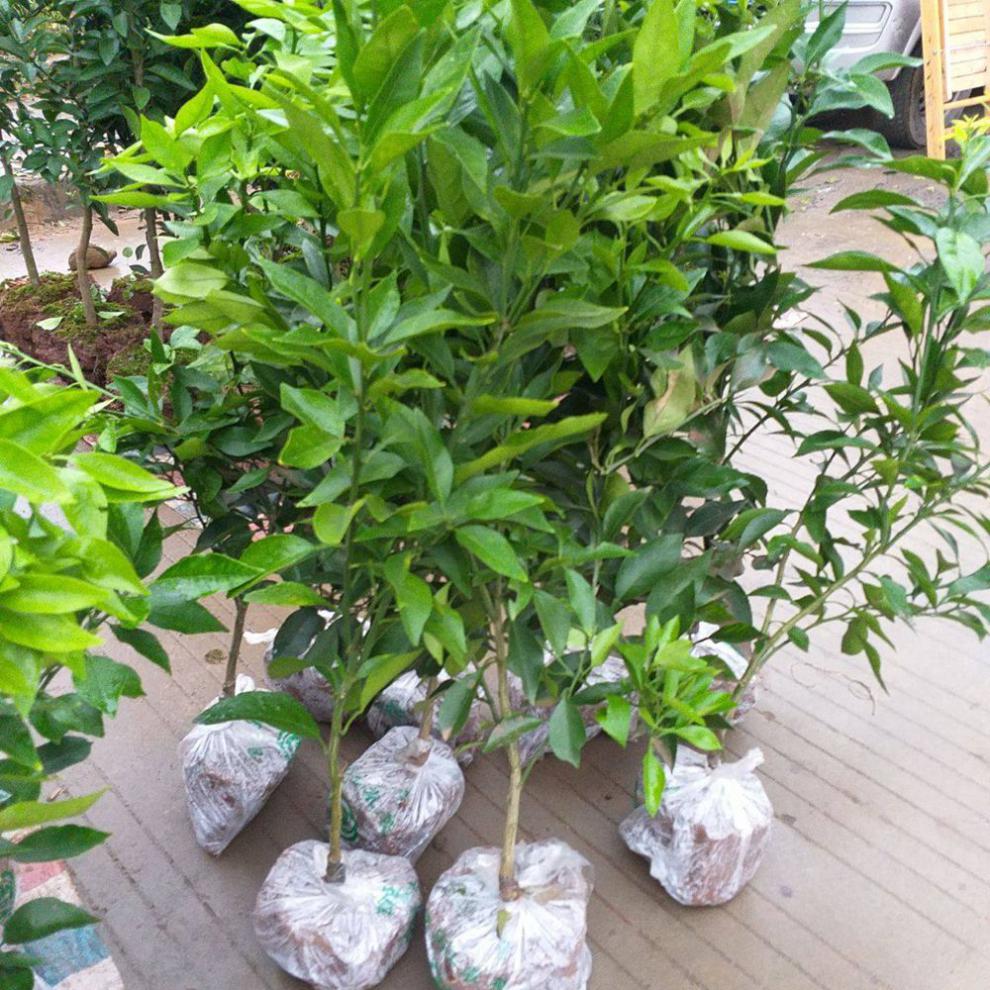 庆元甜桔柚苗黄金柑子苗建阳甜橘柚树苗桔子柚子苗当年结果甜桔柚 6年