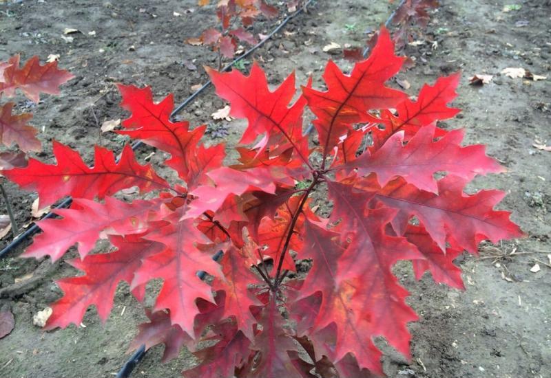 美国红橡树种子 栎树柞树白栎籽青冈栎蒙古栎麻栎娜塔栎林木种子 娜塔