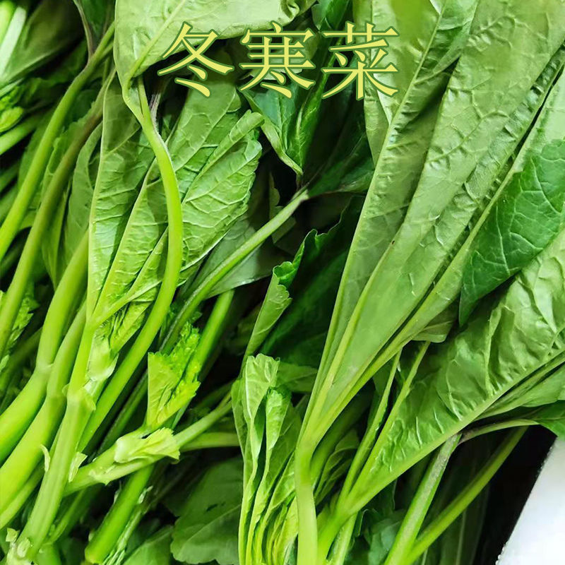 四川冬寒菜冬苋菜新鲜蔬菜马蹄菜冬汉菜现摘现发1234斤泡沫箱冬寒菜3