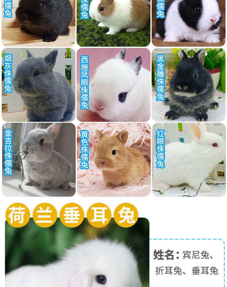 活物宠物兔小型迷你兔长不大茶杯兔海棠凤眼兔垂耳侏儒折耳兔子活体