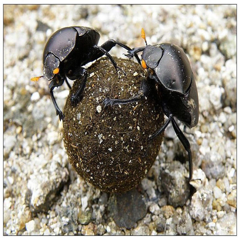 问善【精选】中药材大将军 屎壳郎 蜣螂虫 推粪虫清水 100克【图片