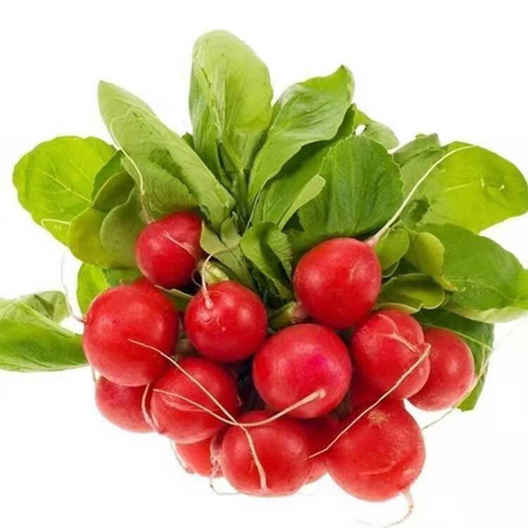 东北特产新鲜小萝卜菜小圆萝卜小红罗卜时令蔬菜蘸酱菜1-5斤 3斤