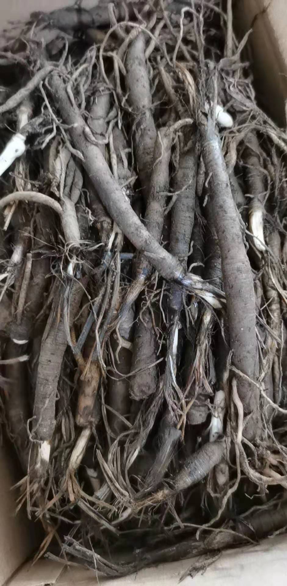 贵州中药材仙茅根500g原药独脚仙茅苗地棕根独角仙毛仙矛