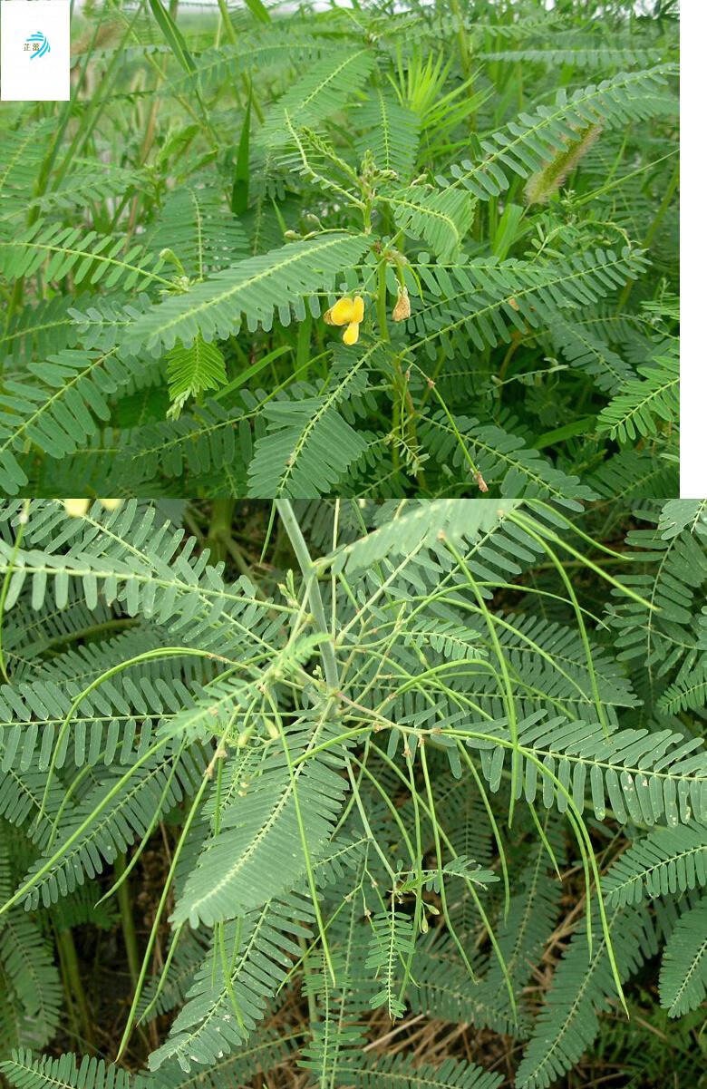 田菁种子田箐碱青涝豆绿肥种子牧草种子苕子光叶紫花苕一斤