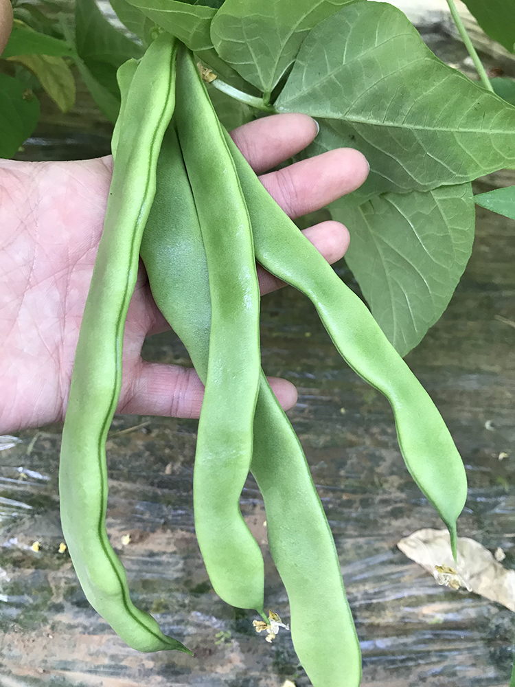 晨臻扁豆角新鲜扁芸豆豆角4斤四季豆刀豆新鲜蔬菜农家种植现摘 2000g
