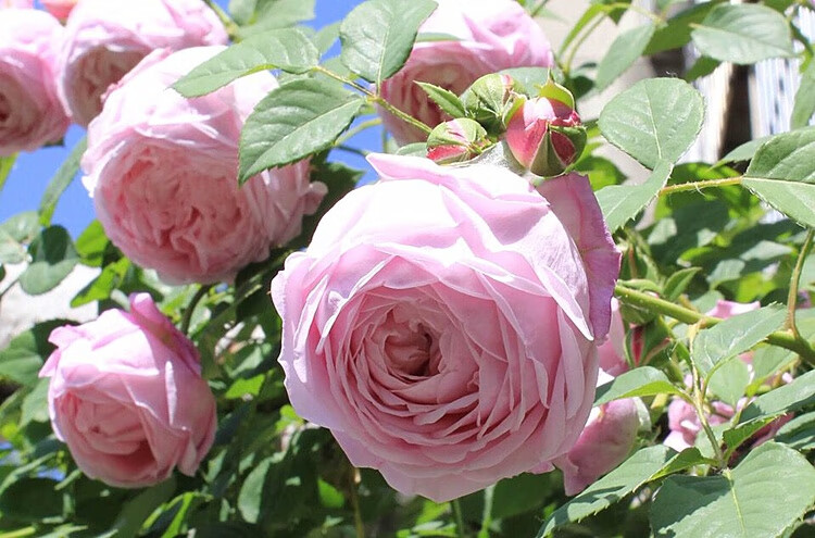 藤本月季粉色龙沙宝石大花苗庭院爬藤多蔷薇浓香四季开带花发货