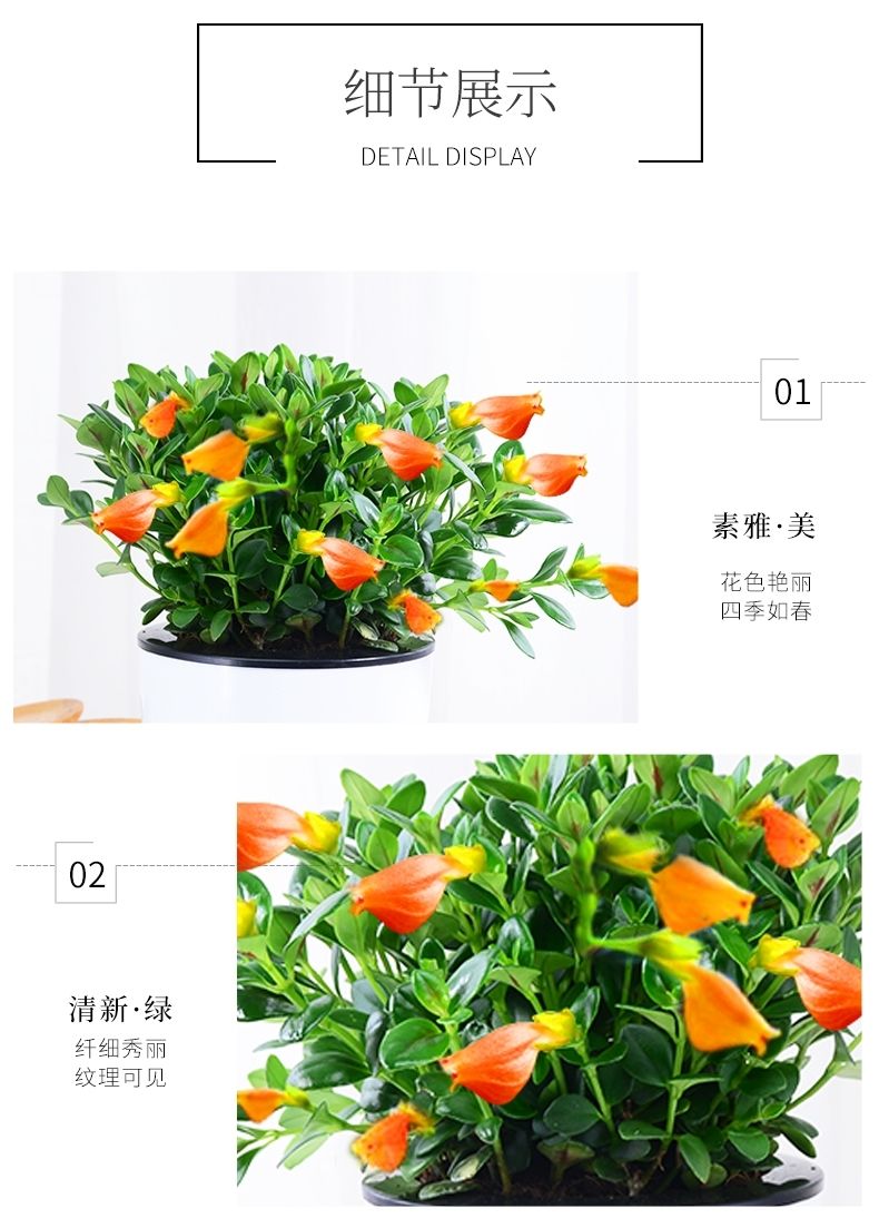 发财四季开花好养金鱼吊兰办公室阳台客厅花卉庭院绿植盆栽金鱼吊兰原