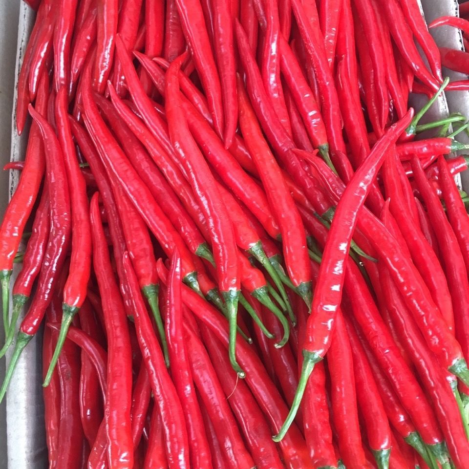 湖南特产新鲜蔬菜二荆条红线椒尖椒中辣特辣朝天椒特辣椒 3斤红线椒